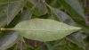 image of Chionanthus retusus