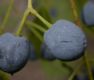 image of Chionanthus retusus
