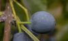 image of Chionanthus retusus