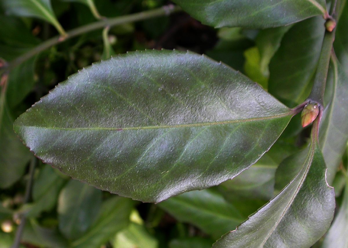 Celastraceae Euonymus kiautschovicus