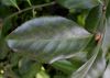 image of Euonymus kiautschovicus