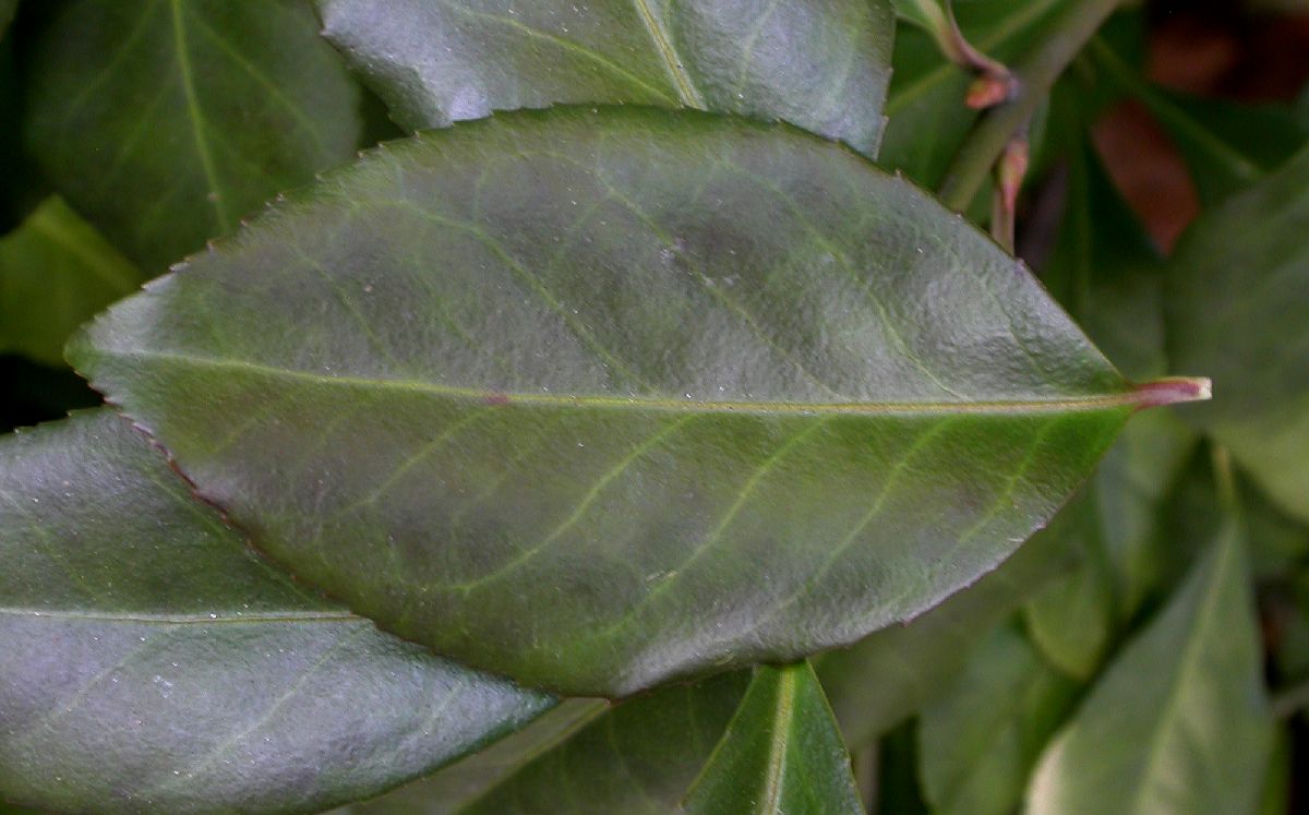 Celastraceae Euonymus kiautschovicus