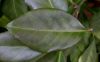 image of Euonymus kiautschovicus