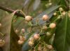 image of Euonymus kiautschovicus