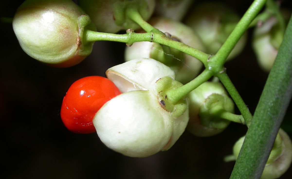 Celastraceae Euonymus kiautschovicus