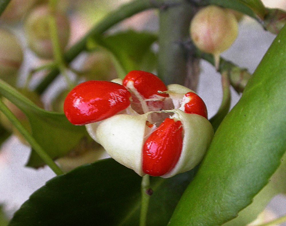 Celastraceae Euonymus kiautschovicus