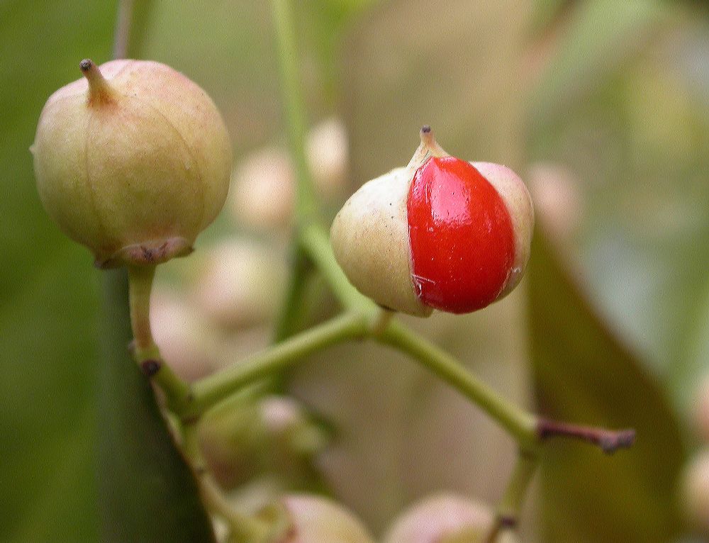 Celastraceae Euonymus kiautschovicus