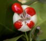 image of Euonymus kiautschovicus