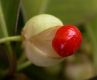 image of Euonymus kiautschovicus