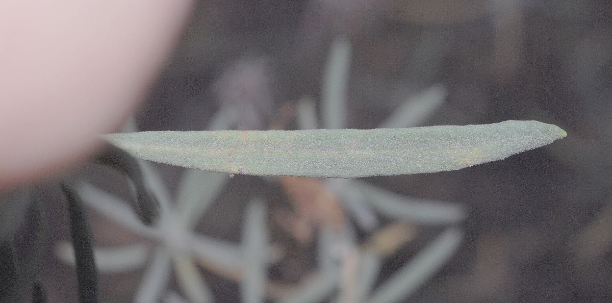Polygonaceae Eriogonum arborescens