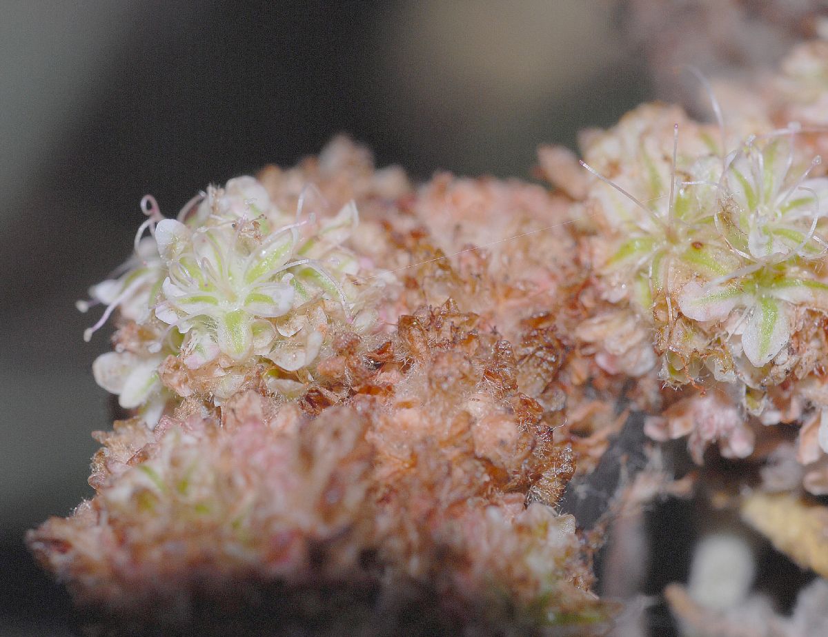 Polygonaceae Eriogonum arborescens