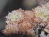 image of Eriogonum arborescens