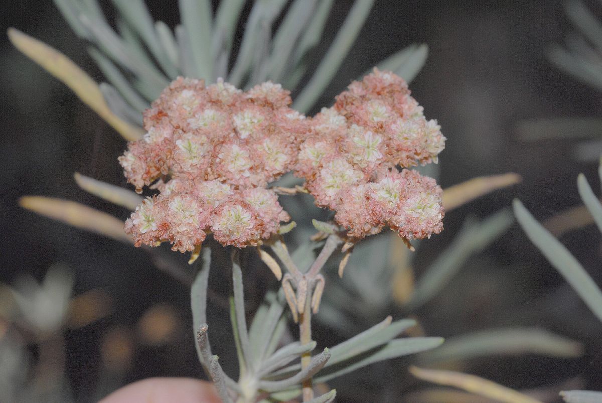 Polygonaceae Eriogonum arborescens