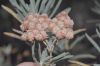 image of Eriogonum arborescens