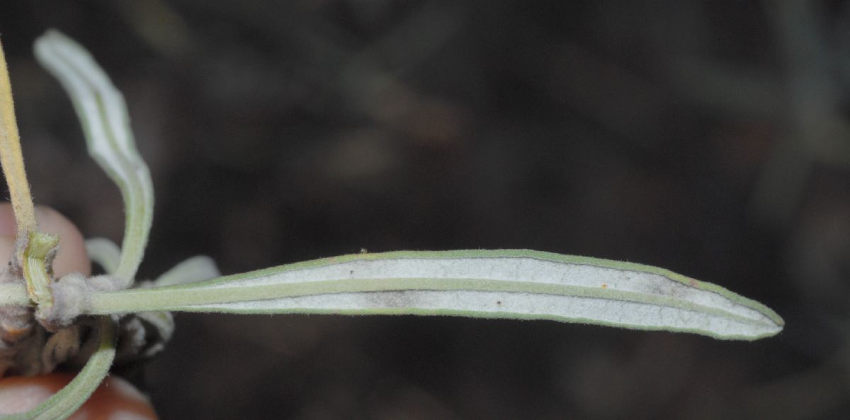 Polygonaceae Eriogonum arborescens