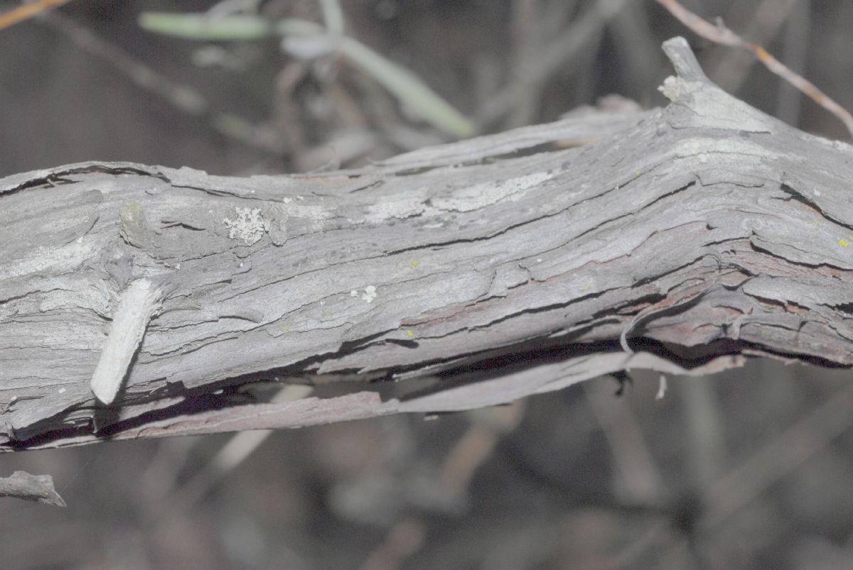 Polygonaceae Eriogonum arborescens