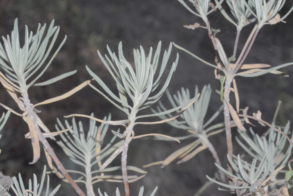 Polygonaceae Eriogonum arborescens