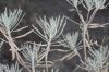 image of Eriogonum arborescens