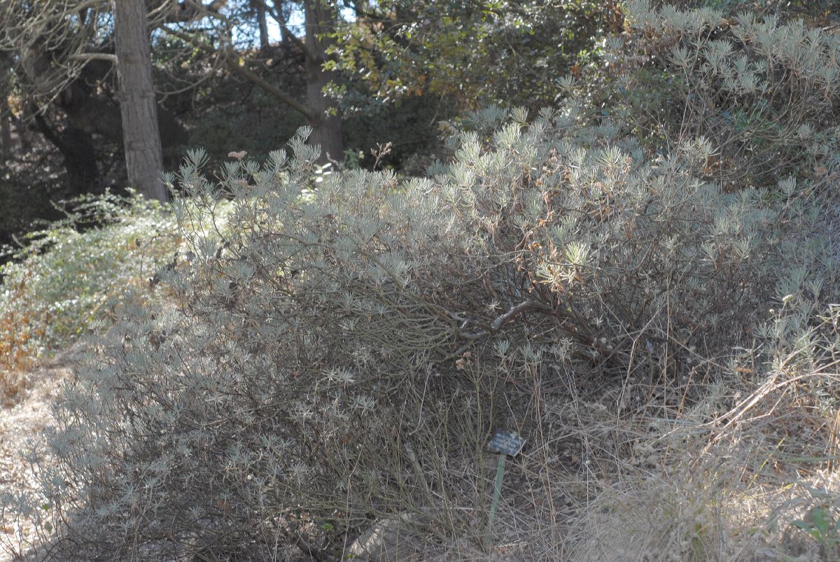 Polygonaceae Eriogonum arborescens