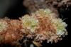 image of Eriogonum arborescens