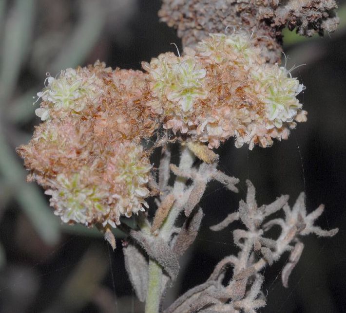 Polygonaceae Eriogonum arborescens