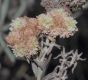 image of Eriogonum arborescens