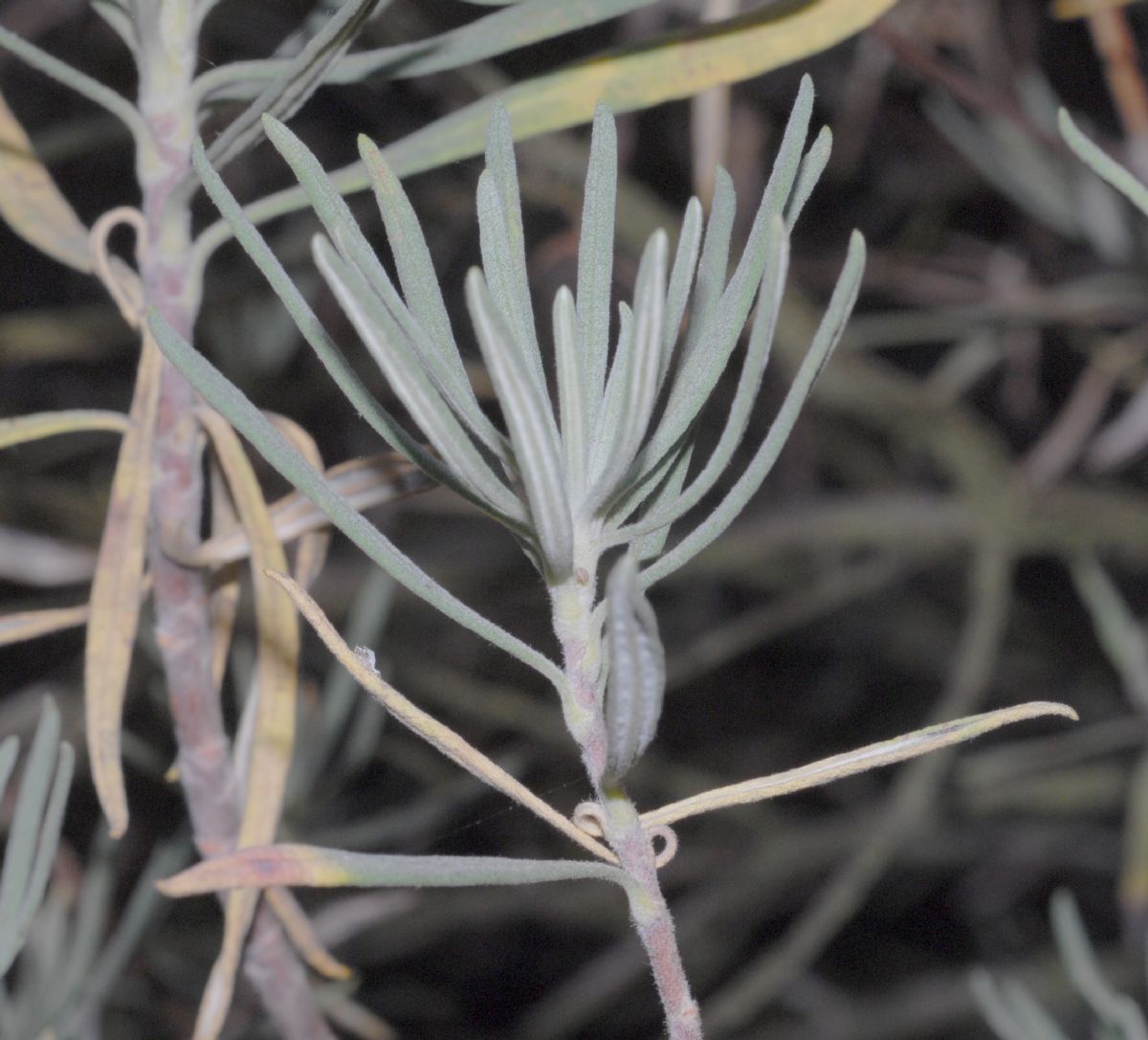 Polygonaceae Eriogonum arborescens