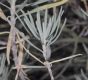 image of Eriogonum arborescens