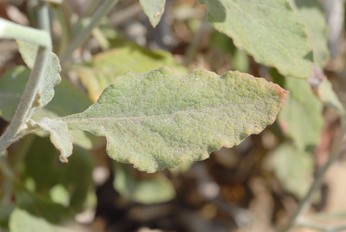 Polygonaceae Eriogonum cinereum