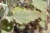 image of Eriogonum cinereum
