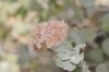 image of Eriogonum cinereum