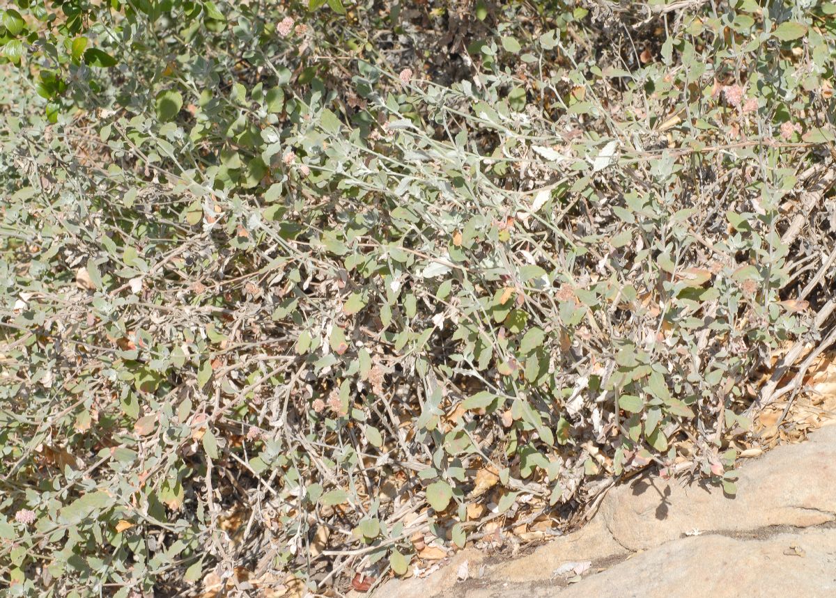Polygonaceae Eriogonum cinereum