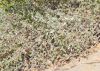 image of Eriogonum cinereum