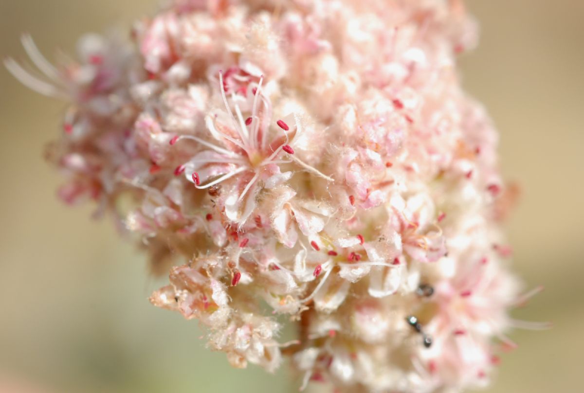 Polygonaceae Eriogonum cinereum
