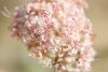 image of Eriogonum cinereum