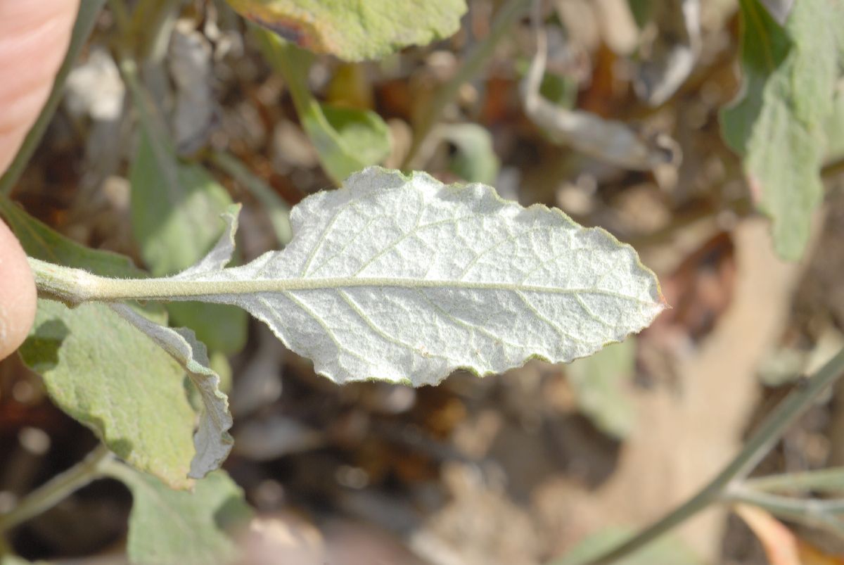 Polygonaceae Eriogonum cinereum