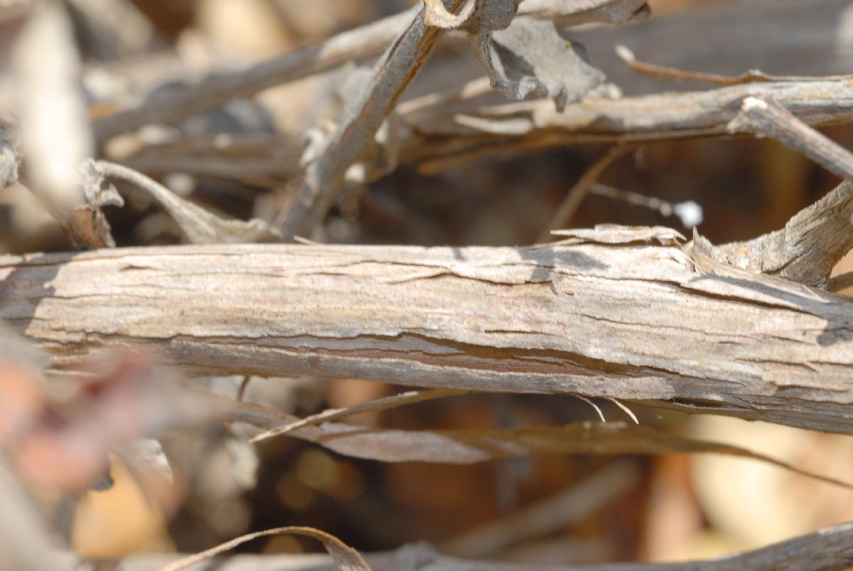 Polygonaceae Eriogonum cinereum