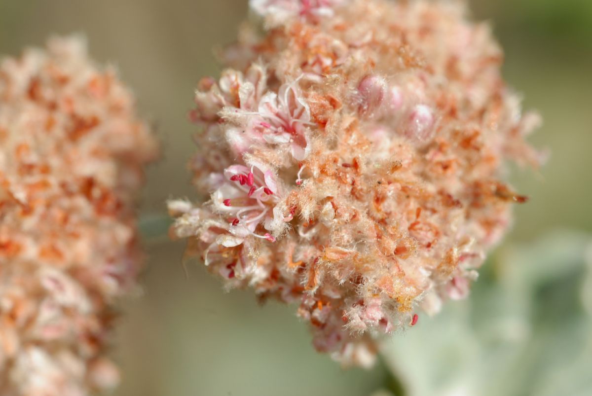 Polygonaceae Eriogonum cinereum