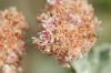 image of Eriogonum cinereum