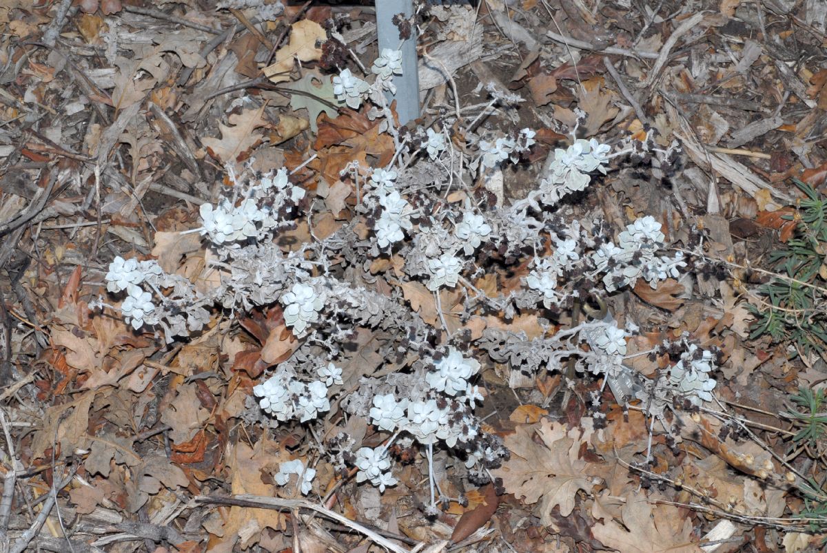 Polygonaceae Eriogonum crocatum