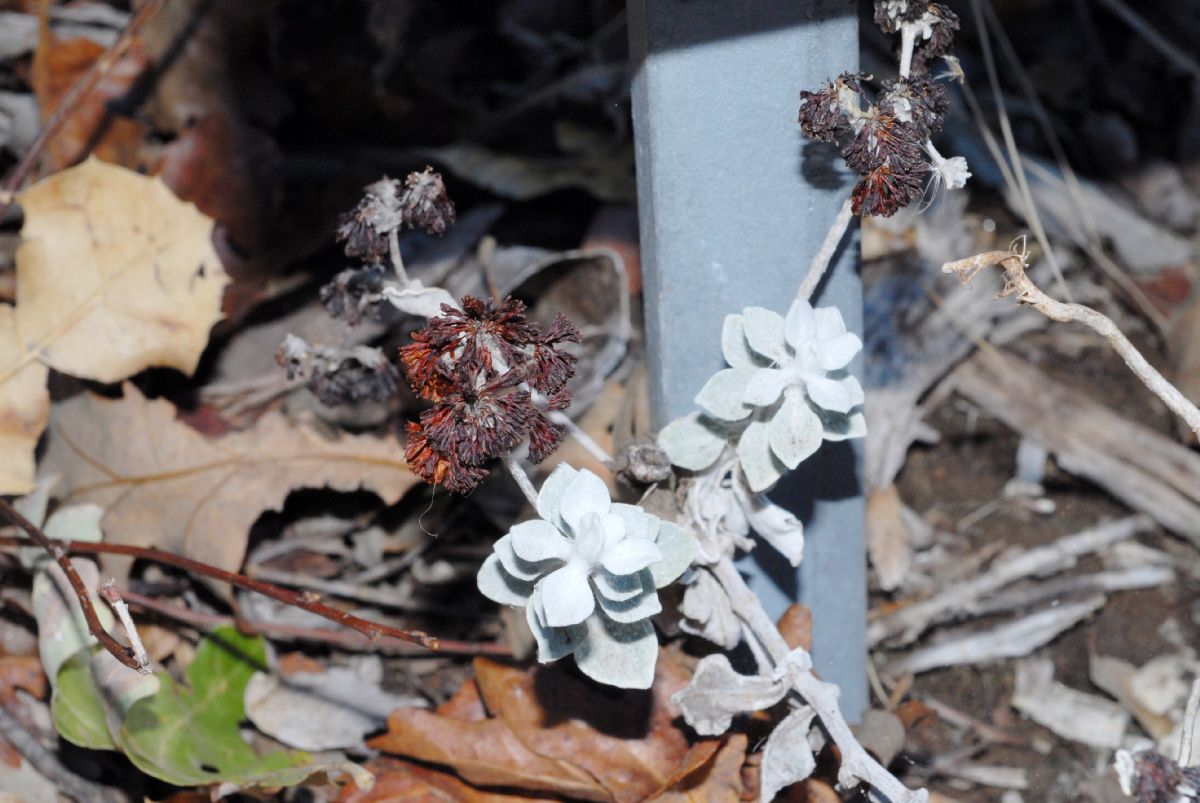Polygonaceae Eriogonum crocatum