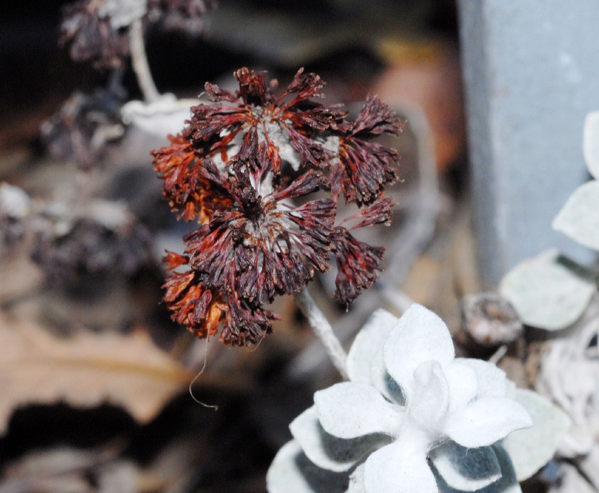 Polygonaceae Eriogonum crocatum