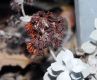 image of Eriogonum crocatum