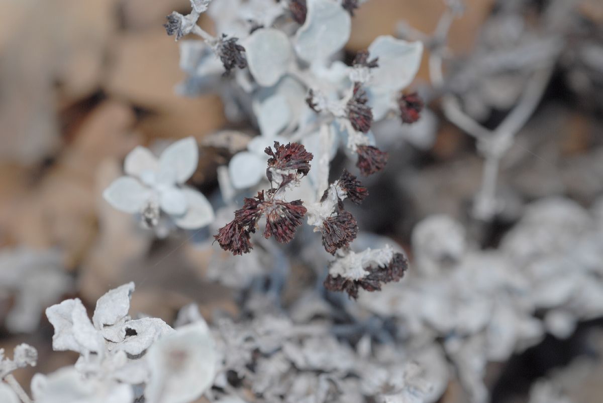 Polygonaceae Eriogonum crocatum