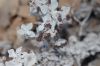 image of Eriogonum crocatum