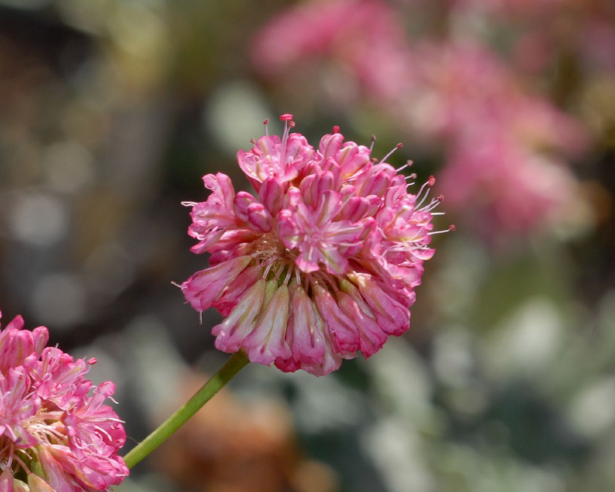 Polygonaceae Eriogonum grande