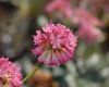 image of Eriogonum grande