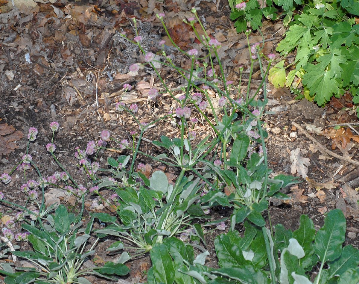 Polygonaceae Eriogonum grande