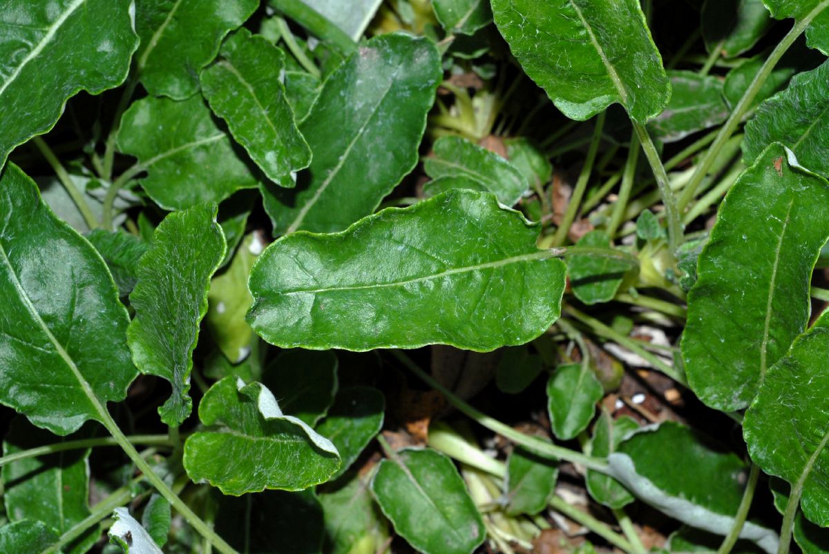 Polygonaceae Eriogonum grande