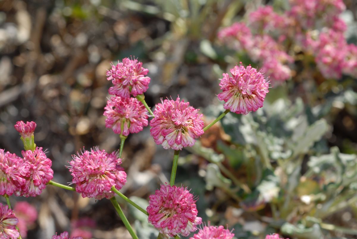 Polygonaceae Eriogonum grande